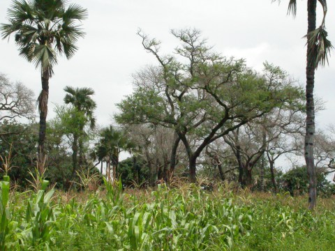 Du sorgho pousse sous des Faidherbia albida et des borasses près de Banfora au Burkina Faso. Credit Photo: Marco Schmidt